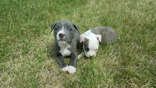 Blue nose pitbull puppys dual registered (Gillette)