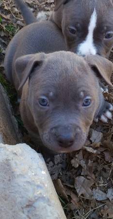 blue pit bull male (mwc)