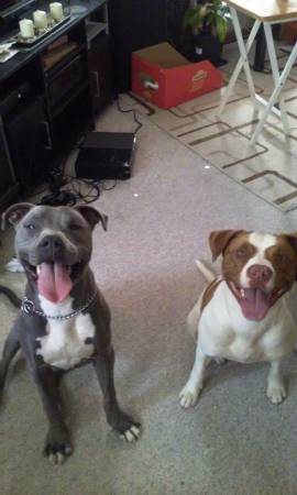 BLUE PITBULL (boy) (Lincoln Park)