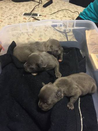 Blue pitbull puppies