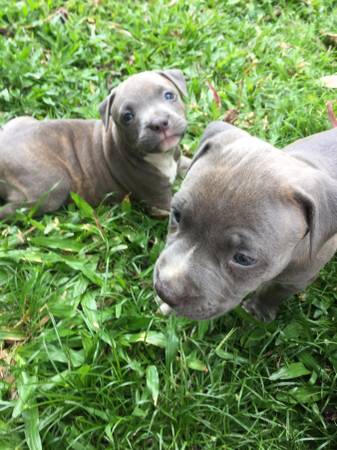 Blue Pitt Bull Pups (Family Friendly) REDUCED (Hilo)