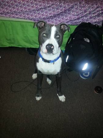 Blue Razor Pit Bull needs love and attention (South Side)