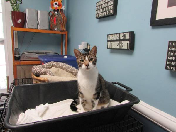 Bobby the Tabby Needs Forever Home (Bedford, NY)