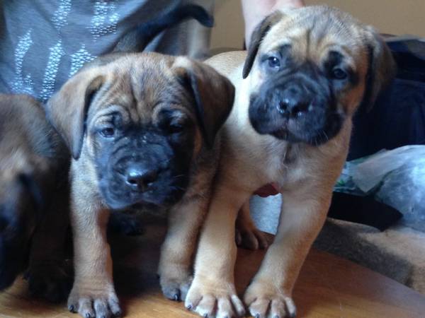 Boerboel puppies