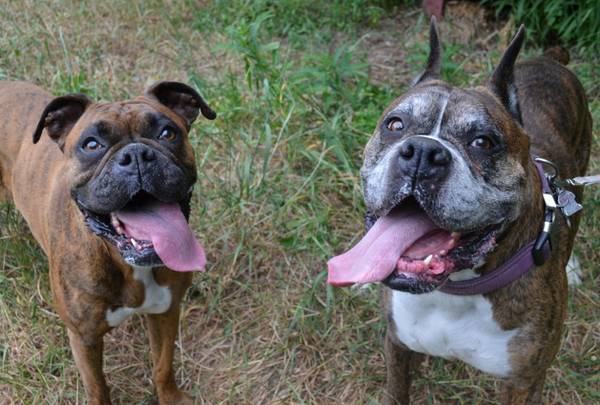 Boku And Hoshi...A Boxer Pair That Needs A Good Home