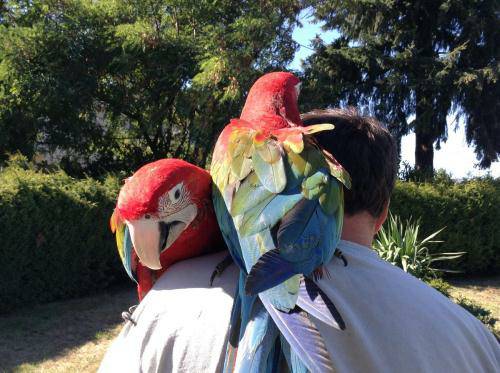 Bonded pair of Greenwing Macaws that need a good forever ... Chatham R