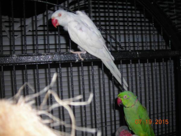 Bonded pair of Indian Ringneck Parakeets (Kirkland)