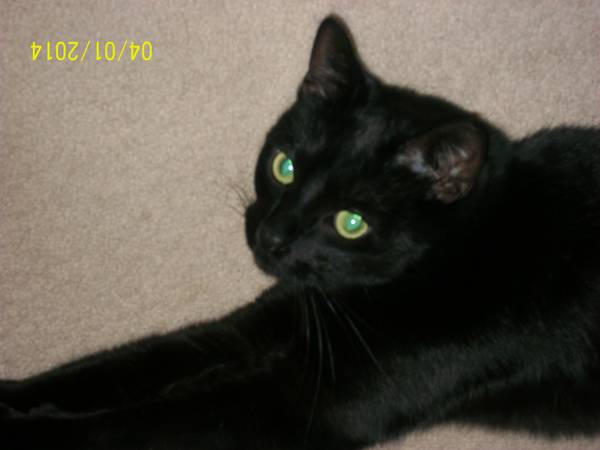 Bonnie  3 Year Old Black Beauty Kitty For Adoption (los gatos)