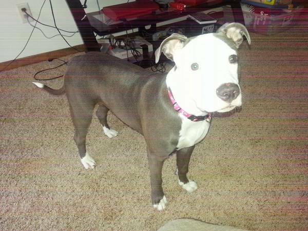 Bonnie is still missing ( (De pere)