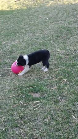 Border collie (Harlan iowa)