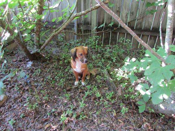 border collie mix needs a good home (laplace)