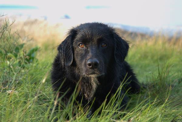 Border Collie Mix Seeks a Loving Home