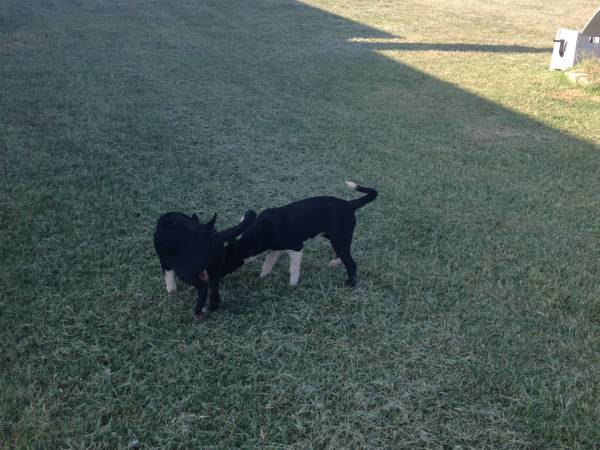 Border collieHangin tree pups (Purcell)