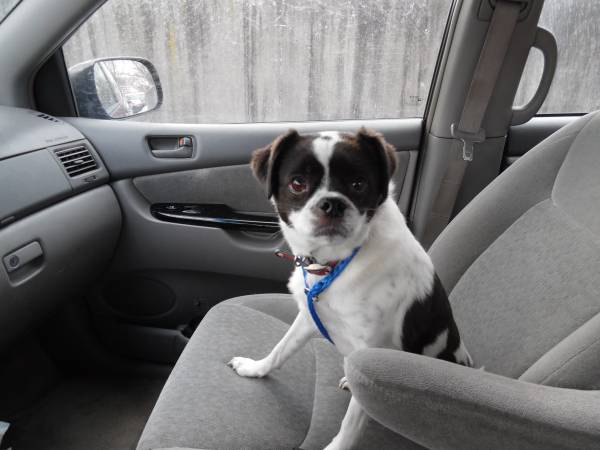 Boston Terrier Mix (Dundalk)