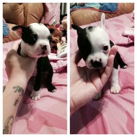 Boston terrier puppies