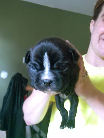 Boston Terrier Puppies