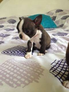 BOSTON TERRIER PUPPIES (CALDWELL)