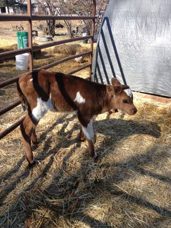 Bottle Calves