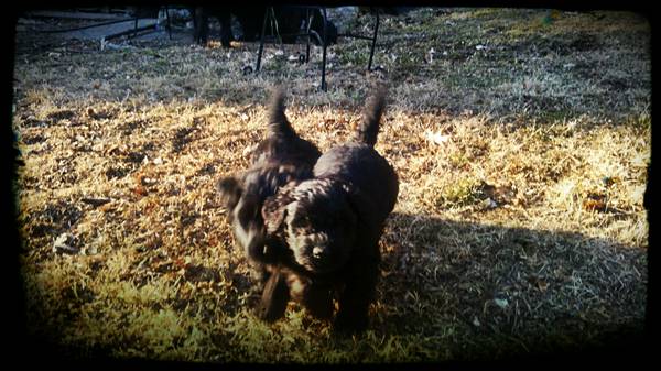 Bouvier Labradoodle Pups... (Glen Rock Pa)