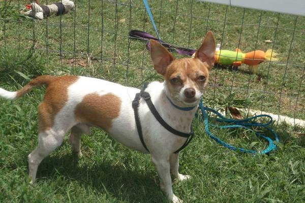 Bowie 6 pound chihuahua tan and white (north fort worth)