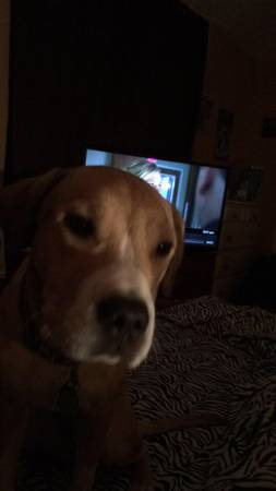 Boxer mix (Brunswick)