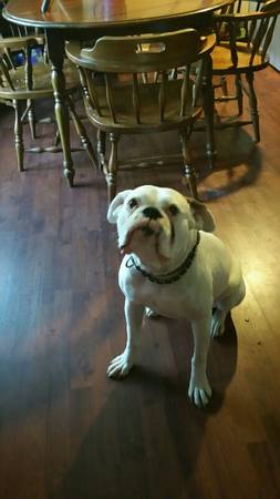 Found Dog, Thompsonville Area, Milford (Milford)