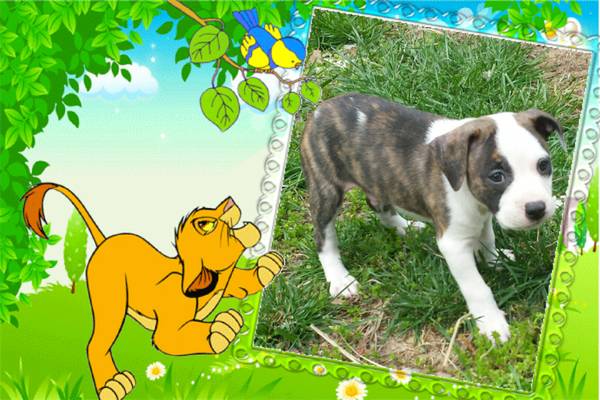 boxer pit puppy. .brindle (union)