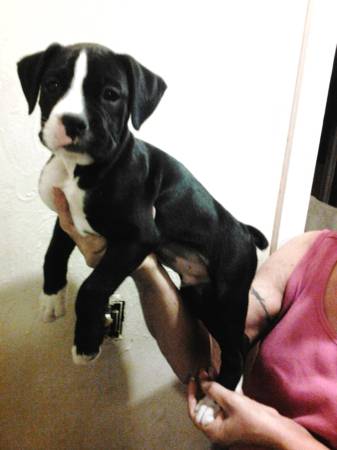 boxer pup ckc (bethel ohio)