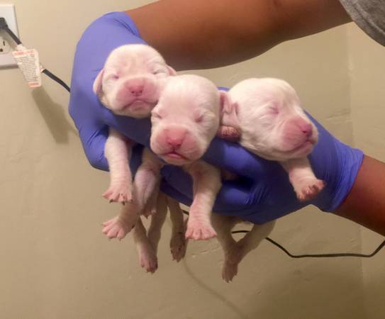 Boxer Puppies 1280541008465039 (Los Angeles)