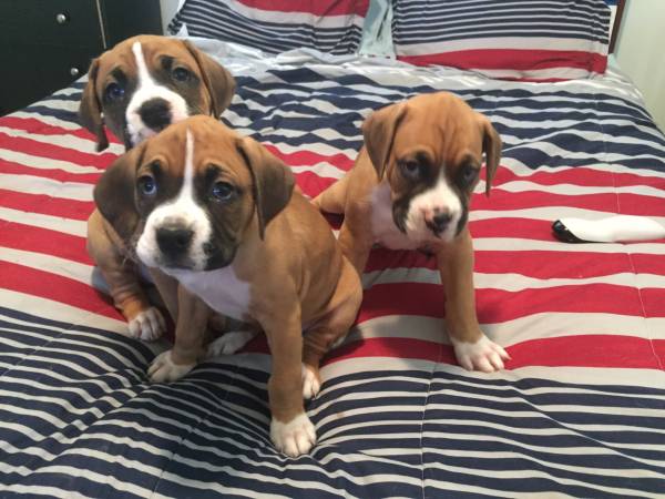 Boxer Puppies (Columbus)