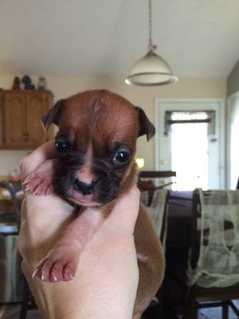 Boxer puppy (female)