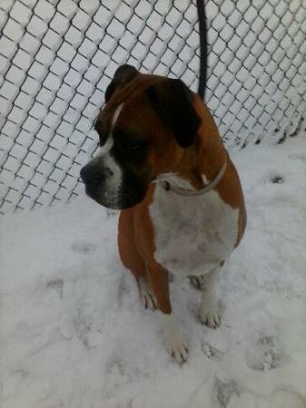 BOXER PUPPY FEMALE....housebroken...utd on shots...Great dog (balt md)