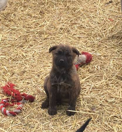 2 loving pugmini schnauzer mix females to rehome (West Side)