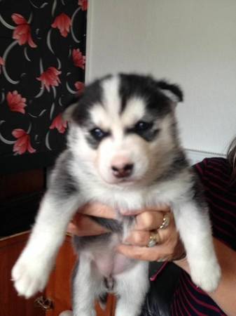 Boy amp GirlSiberian Husky Puppies