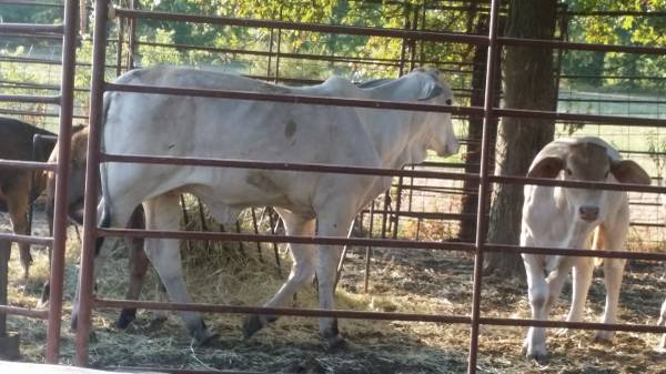 Brahman heifer