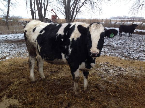 Bred Holstein Heifer