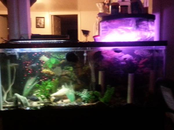 breeding convict cichlid pairs and some fry (laconia)