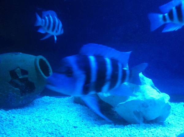 Breeding group of blue Frontosa fish