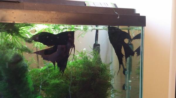 BREEDING pair of double dose black angelfish (n raleigh)