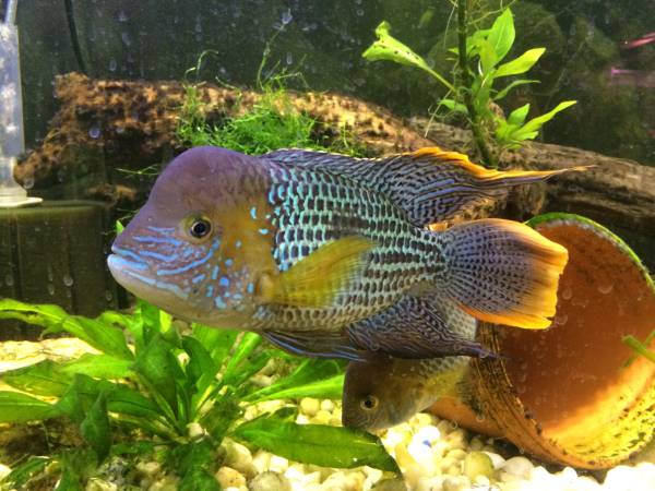 Breeding Pairs of Cichlids (Clifton)