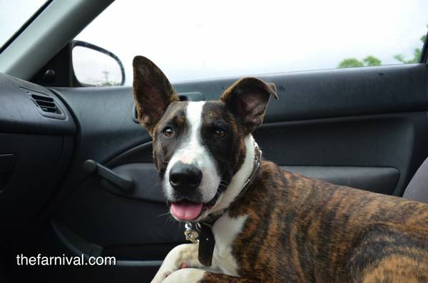 Brendy (B Lou Lou) the Catahoula Mix (Springfield)