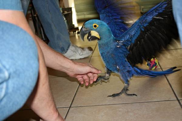 Brilliant hyacinth macaw with small adoption fee (for re