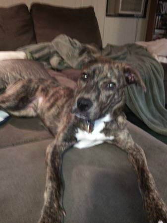 brindle pittlab mix (West columbia)