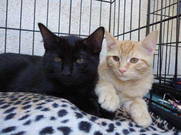 Brother kittens Misha and Boswell Available for Adoption (berkeley)