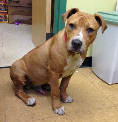 BrownWhite Male TerrierPitbull