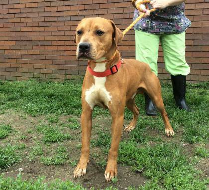 BrownWhite Male TerrierPitbull (Cleveland)