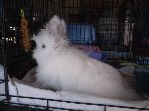 Bubble Mcfluffers beautiful female Lionhead mixed rabbit (north fort worth)