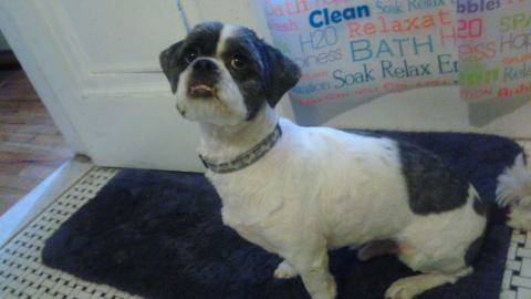 Buddy is a shih tzu  lapsa apsa (Detroit)