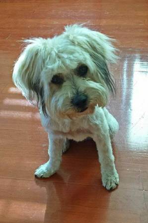 BUFFY IS A 2 YR OLD FEMALE MULTIPOOPETCO (CHANDLER BLDV)