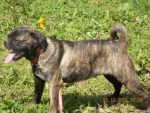 6 Month Old Black LabBoxer Mix (Independence)